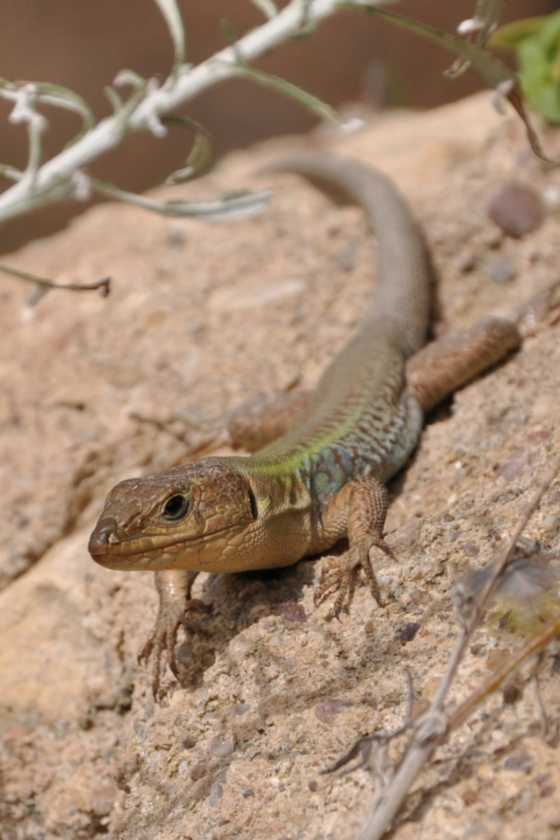 211 Griekenland mrt 2010