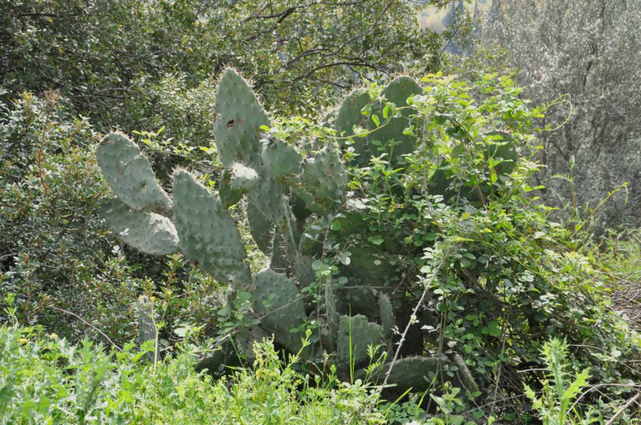 247 Griekenland mrt 2010