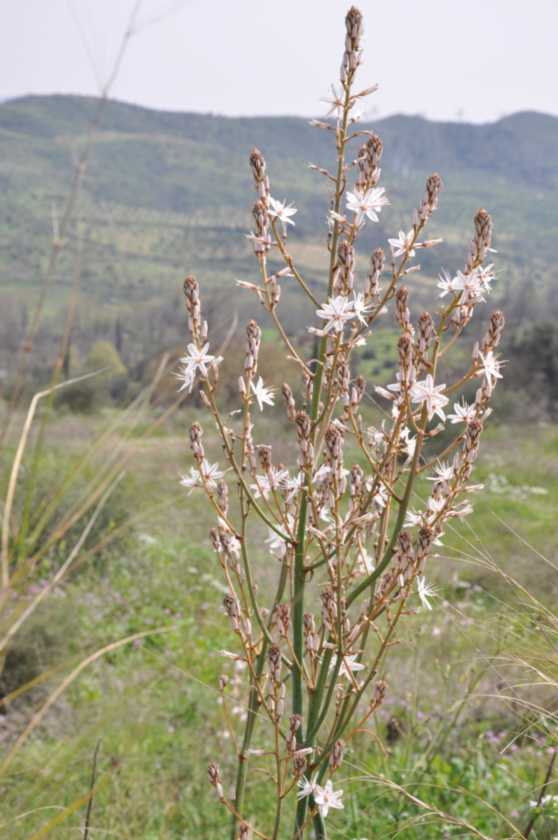 252 Griekenland mrt 2010