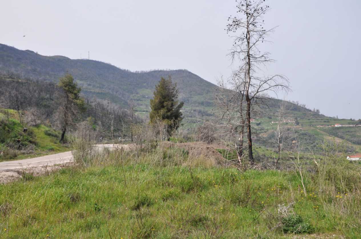 255 Griekenland mrt 2010