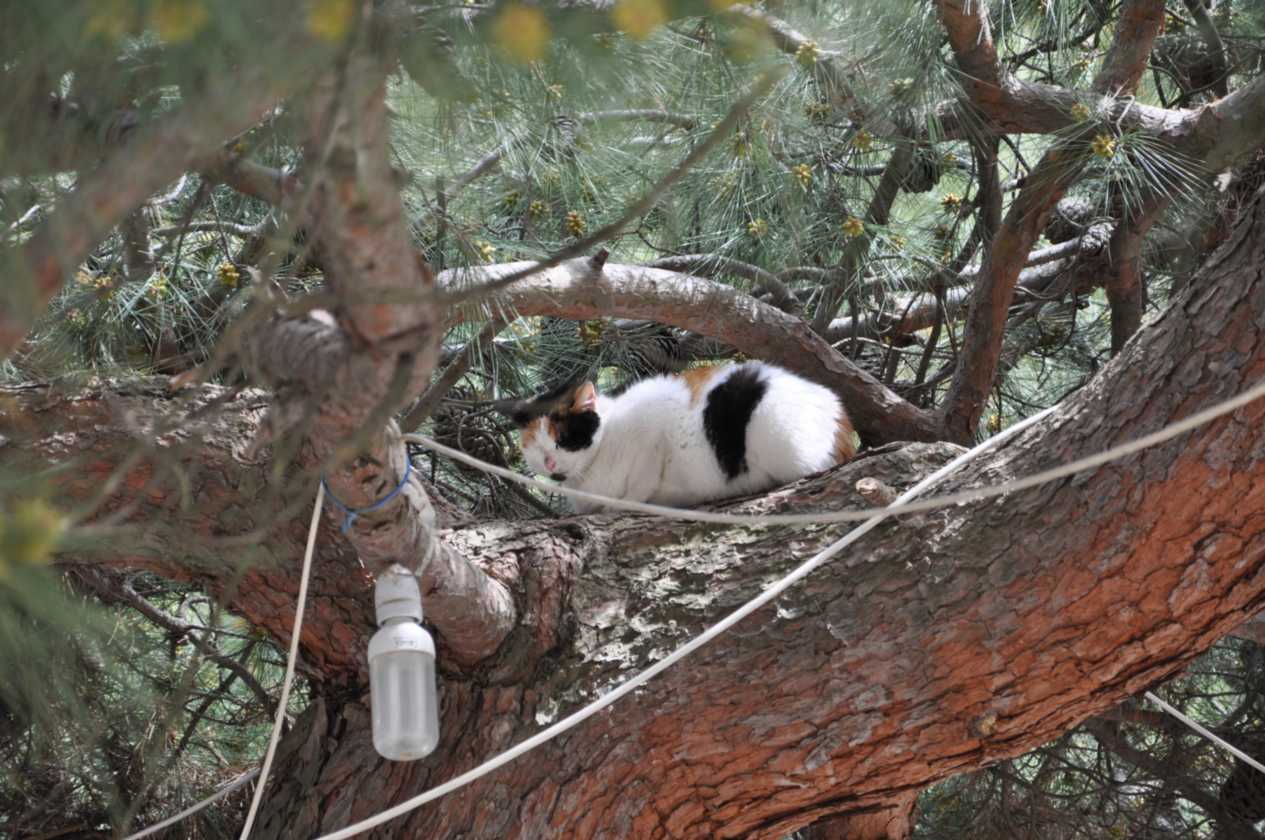 261 Griekenland mrt 2010