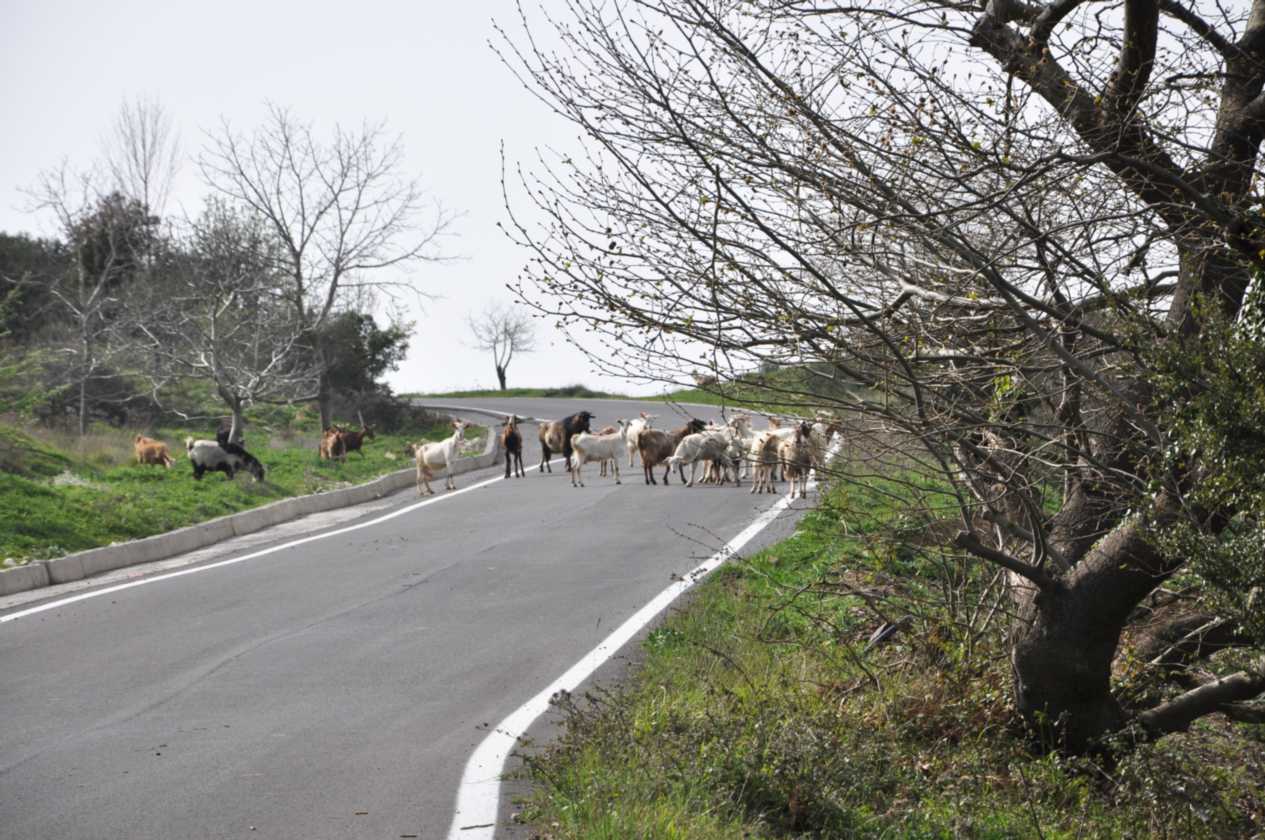 279 Griekenland mrt 2010