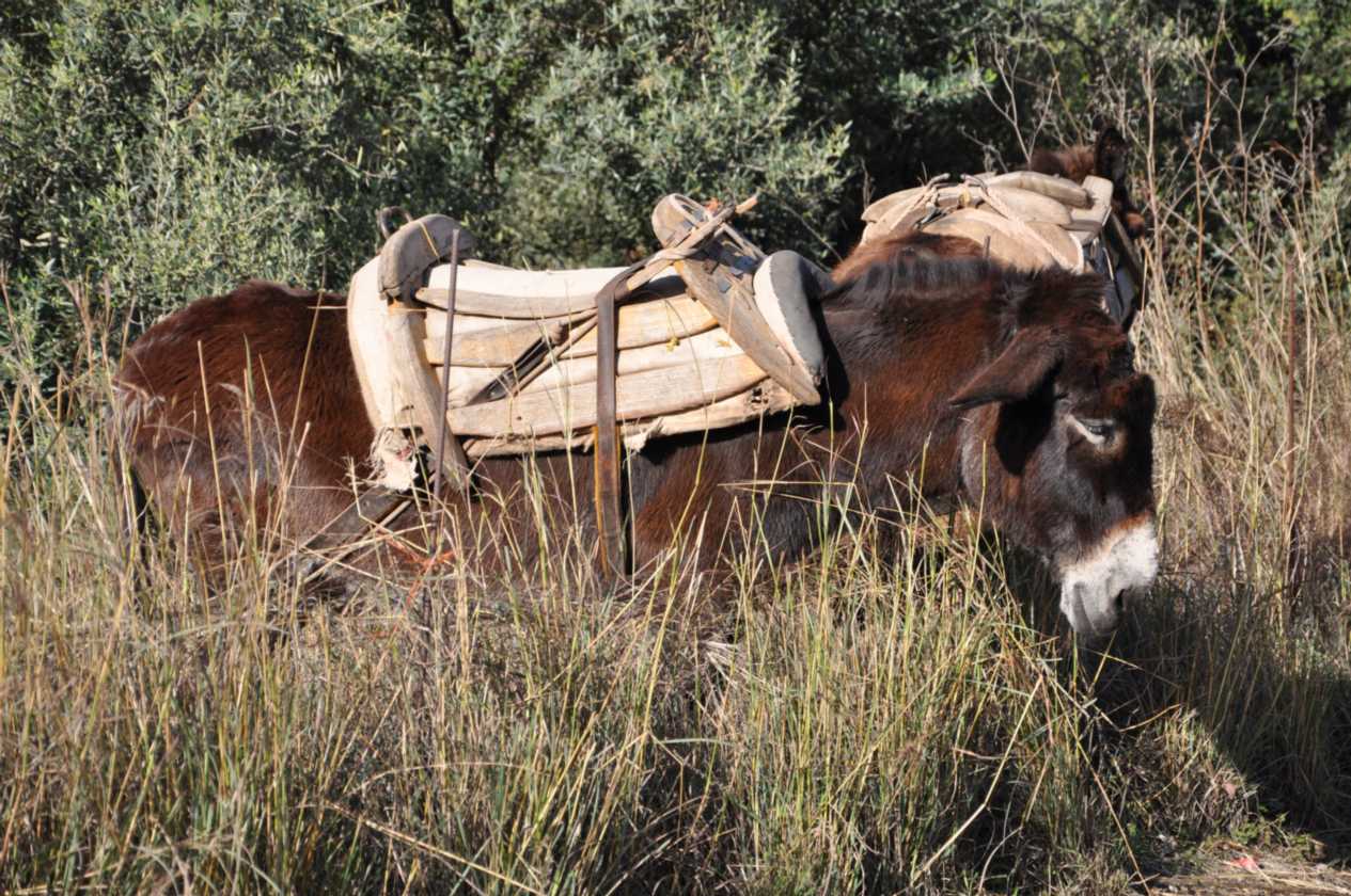 306 Griekenland mrt 2010