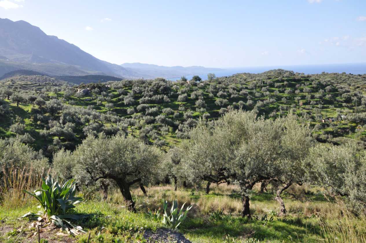 309 Griekenland mrt 2010