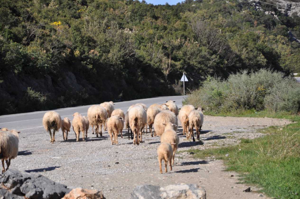 310 Griekenland mrt 2010