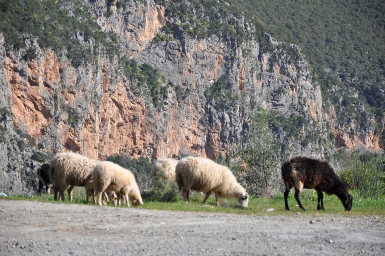 311 Griekenland mrt 2010