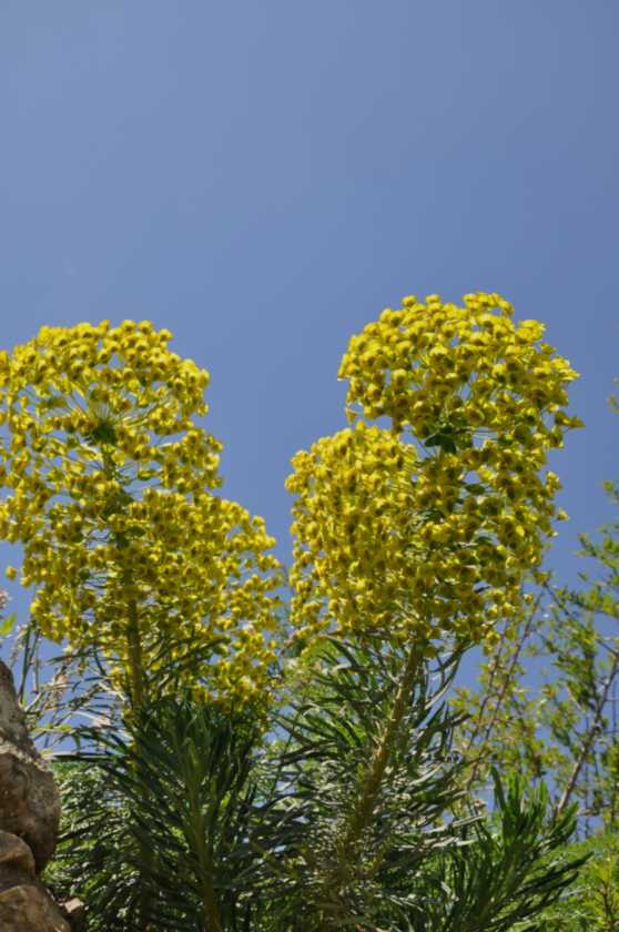 347 Griekenland mrt 2010