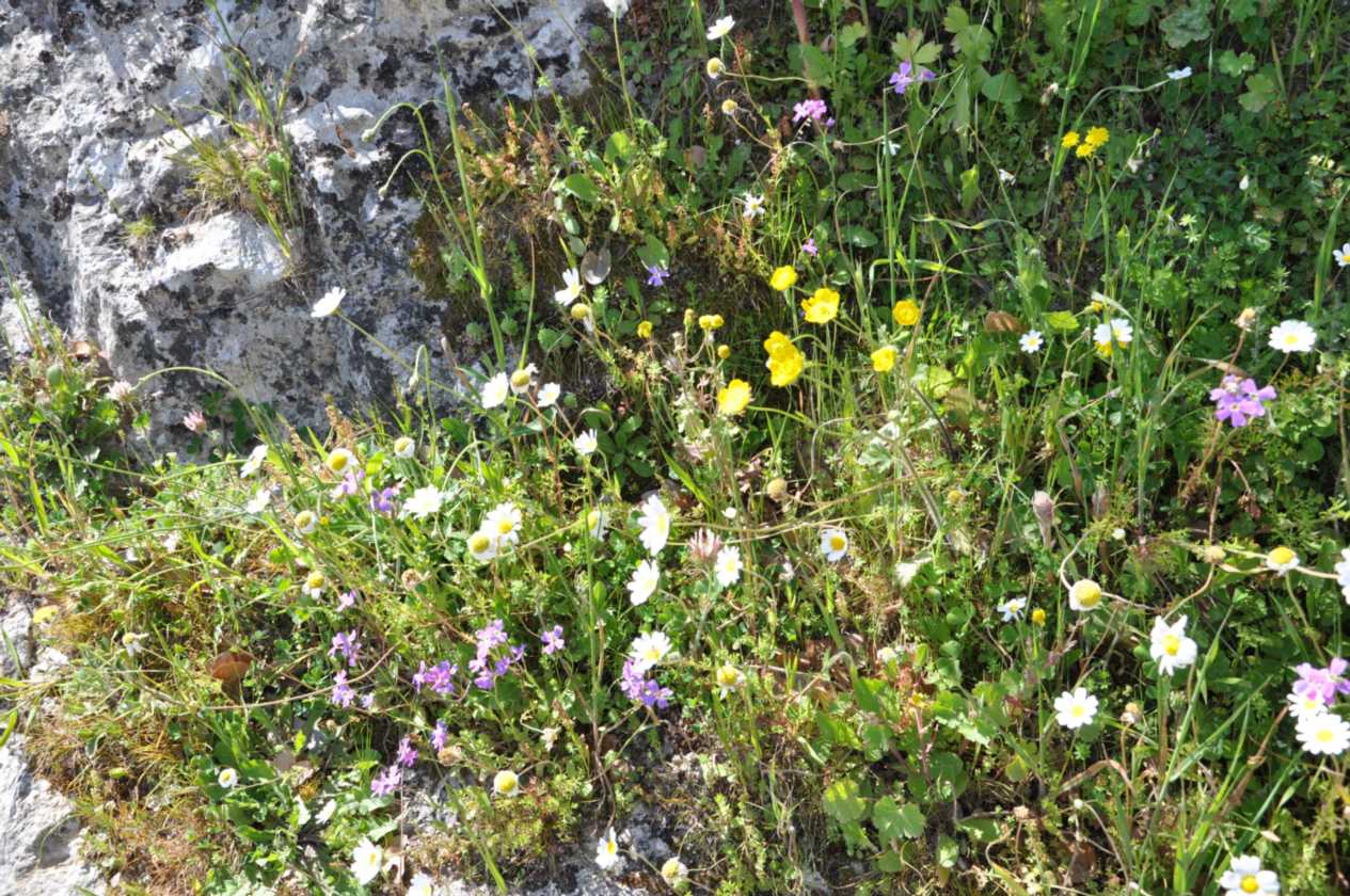 363 Griekenland mrt 2010