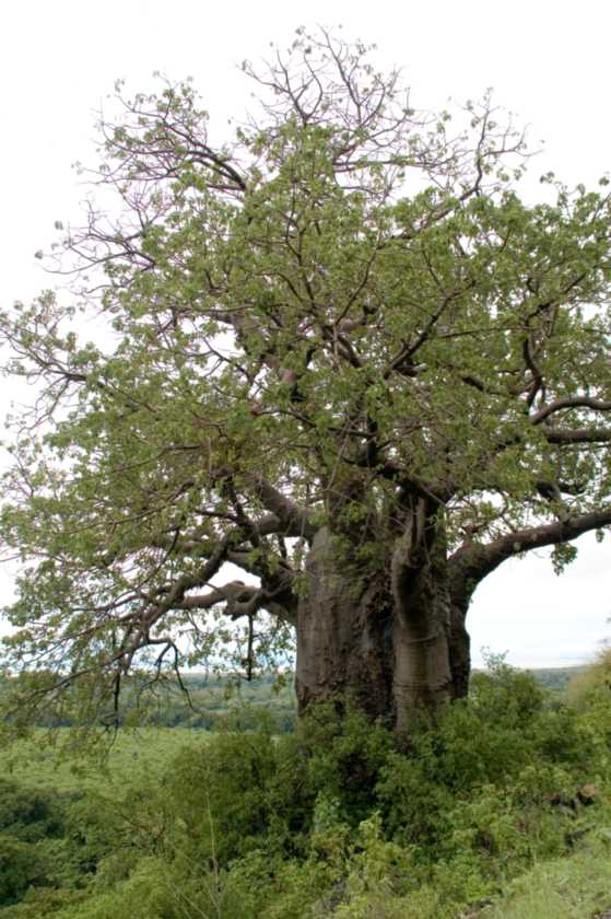 02-tanzania-002