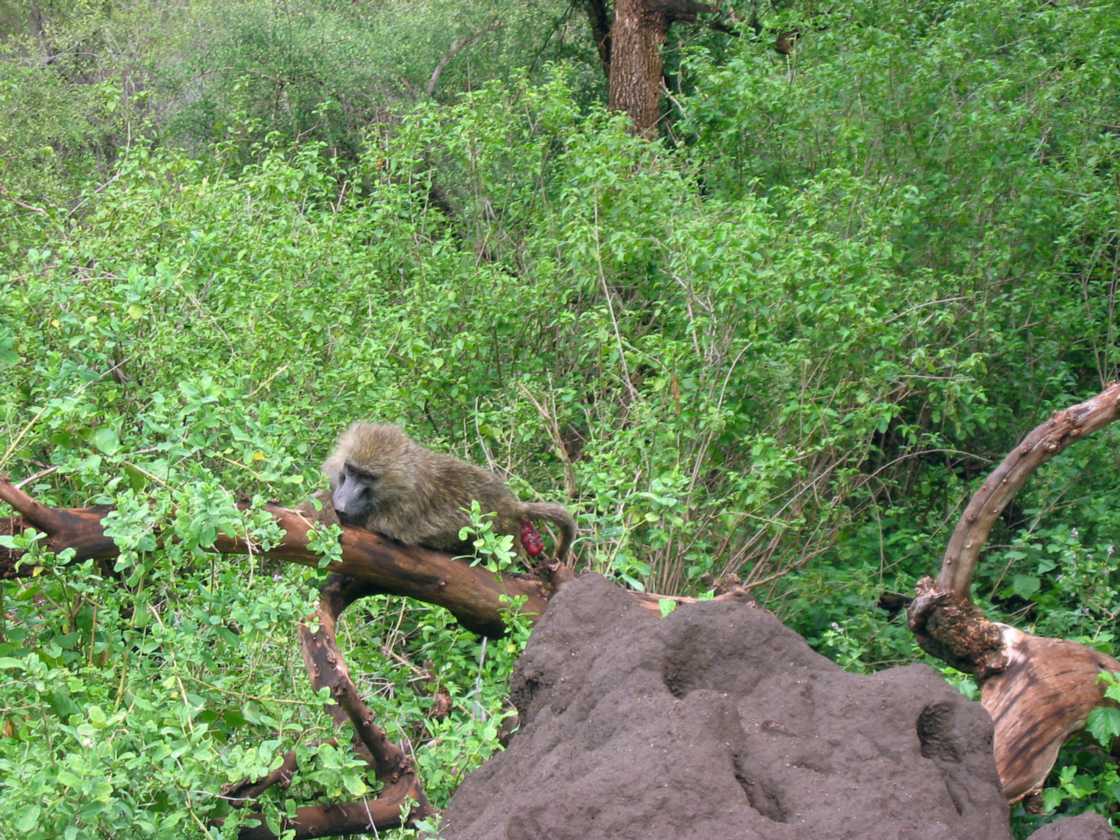 02-tanzania-015