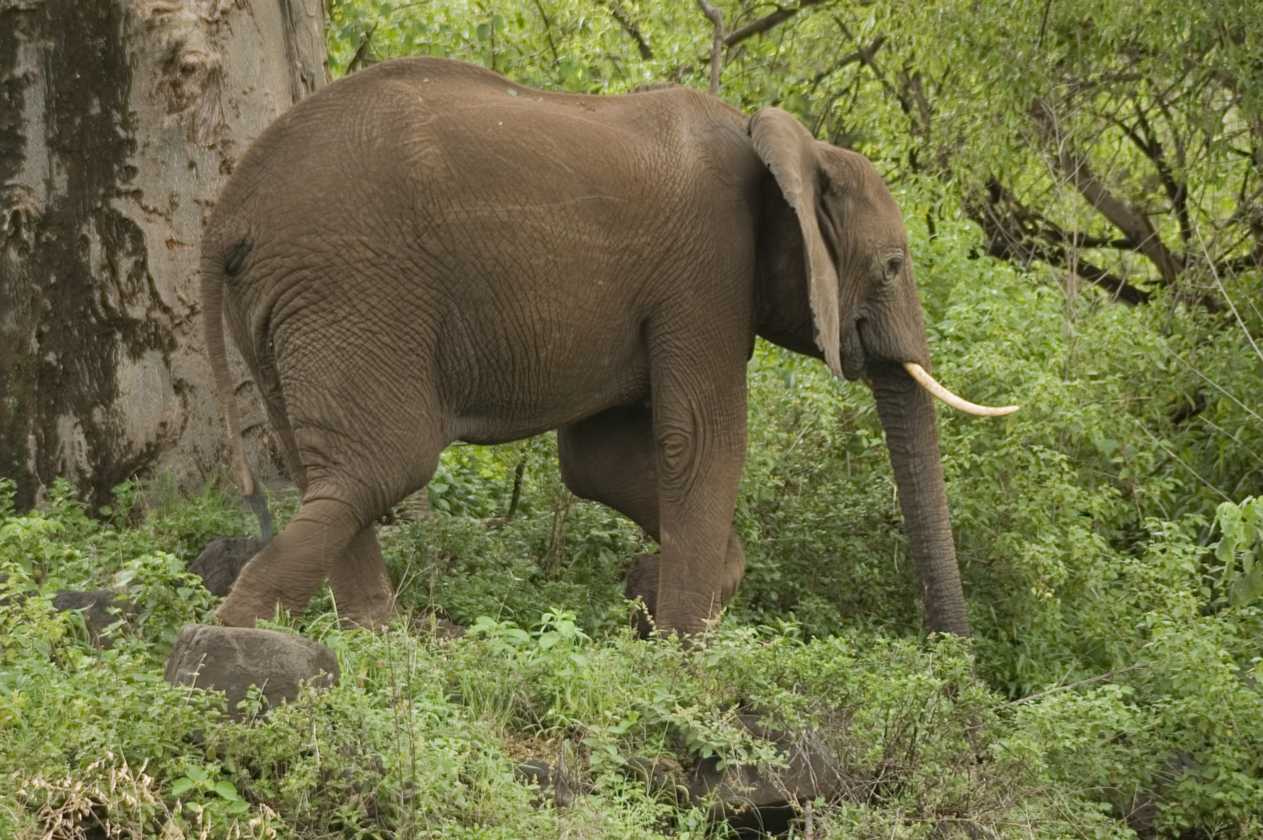 02-tanzania-028