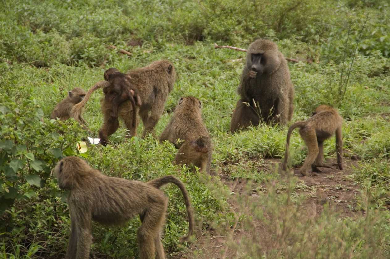 02-tanzania-031