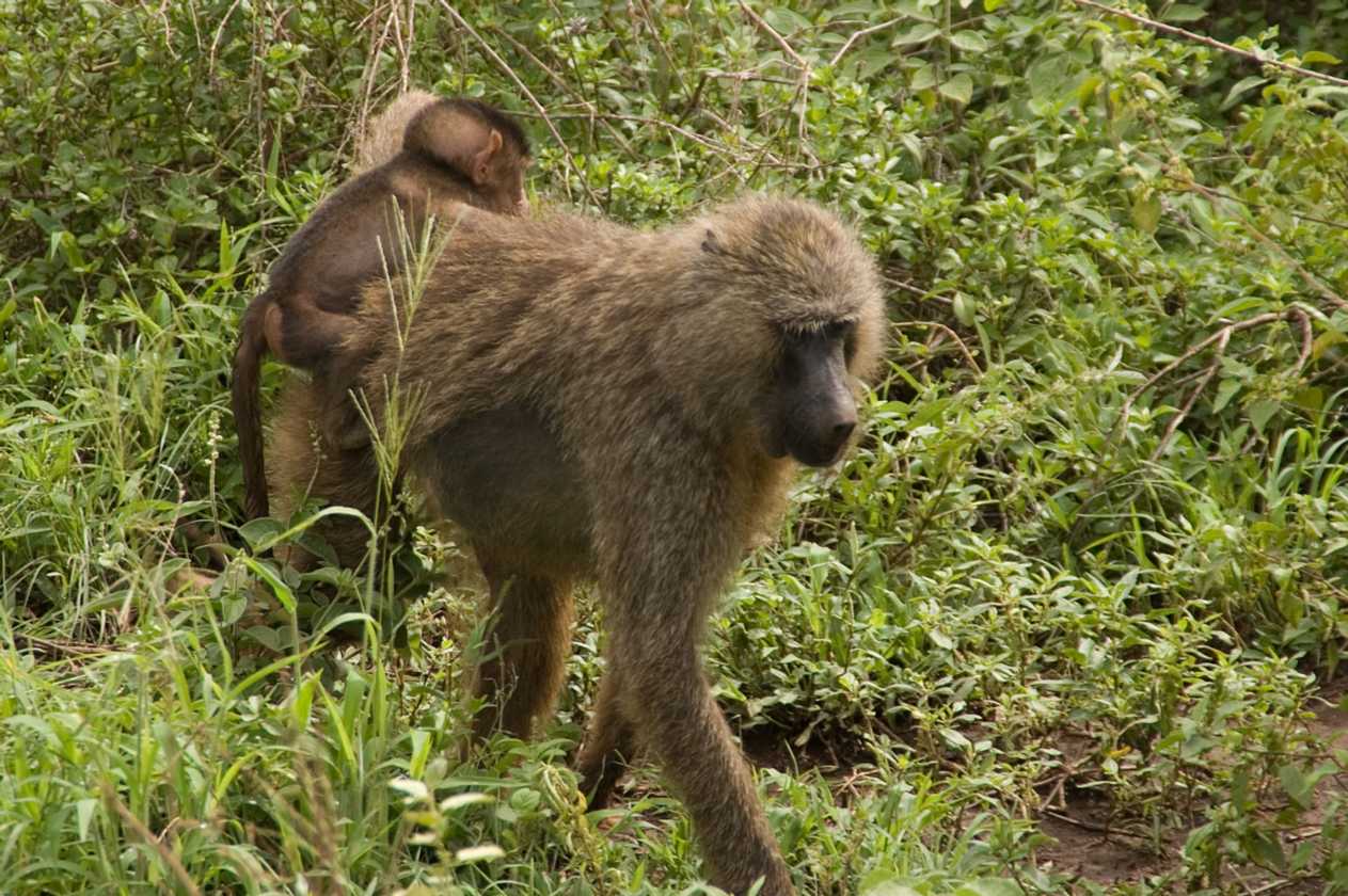 02-tanzania-034