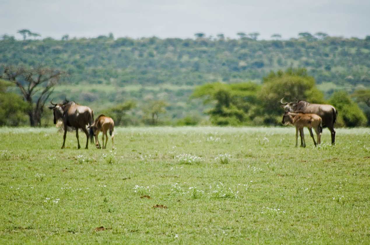 03-tanzania-23