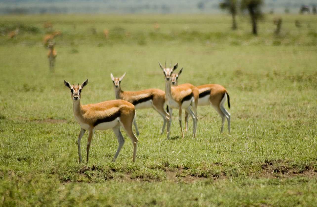 03-tanzania-26