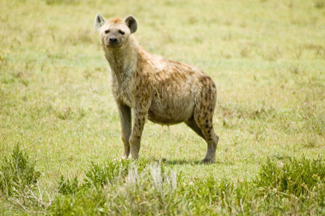 03-tanzania-39