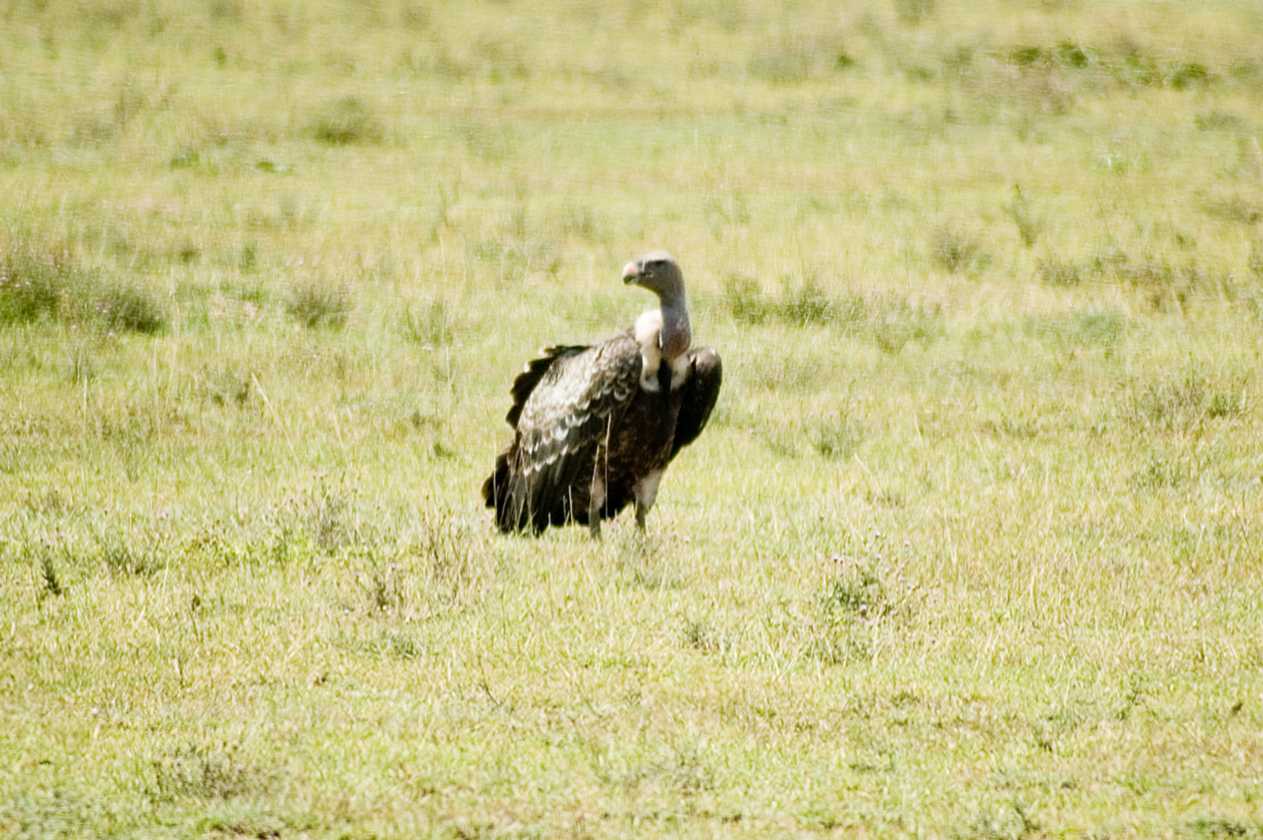 03-tanzania-44
