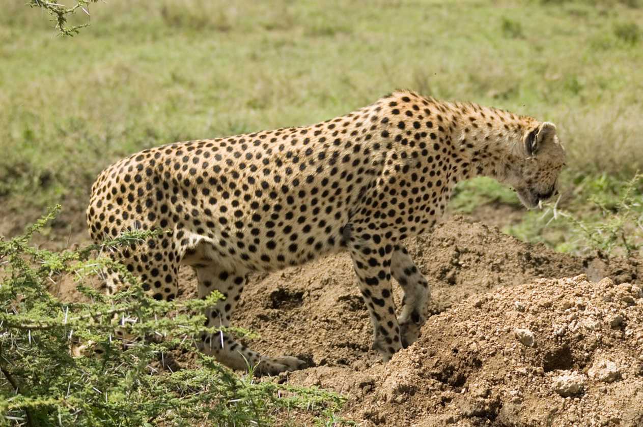 03-tanzania-50