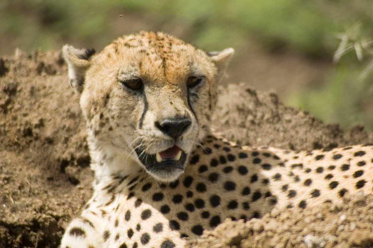 03-tanzania-52