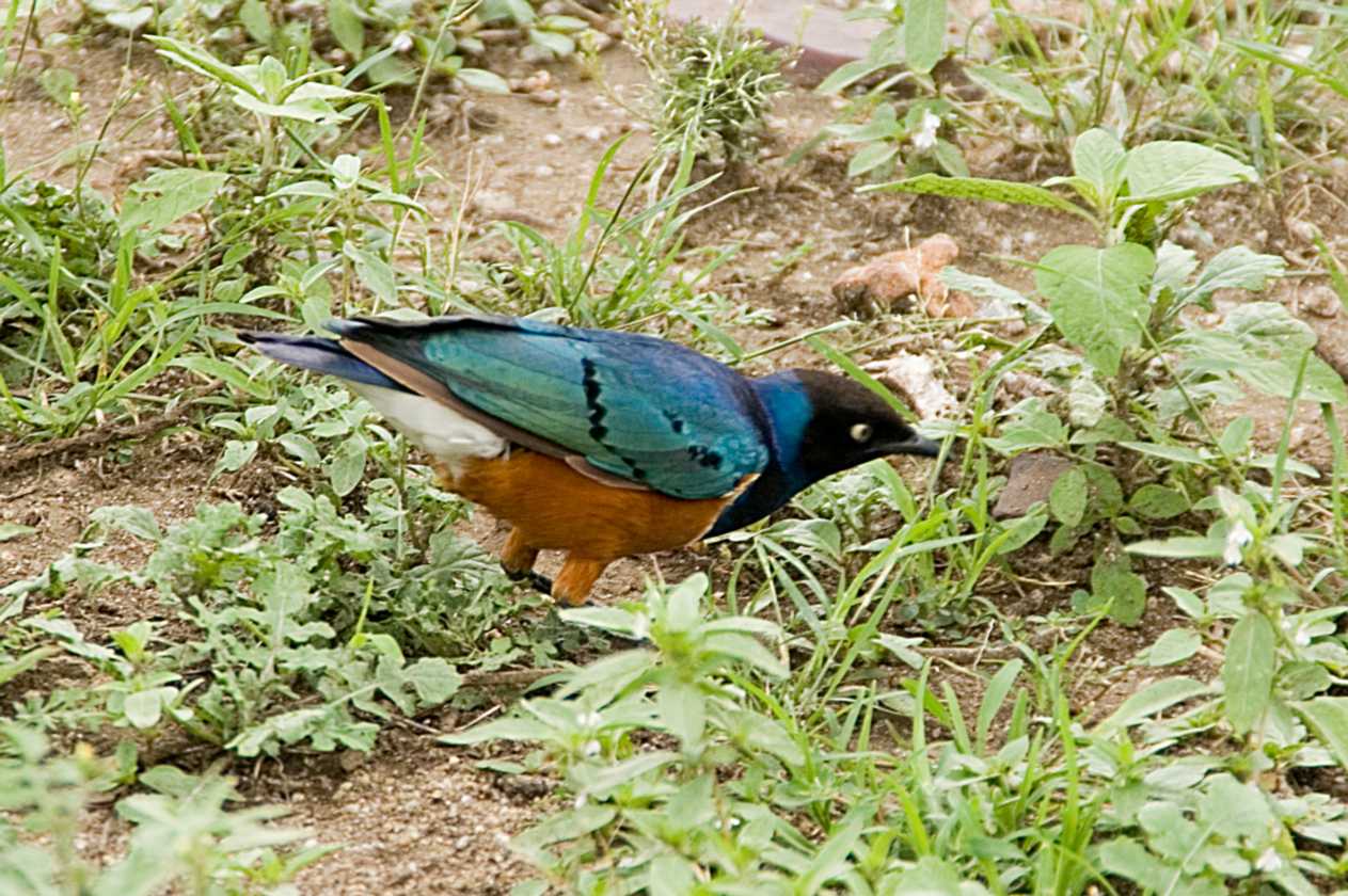 03-tanzania-55