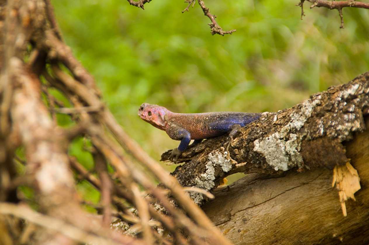 03-tanzania-56