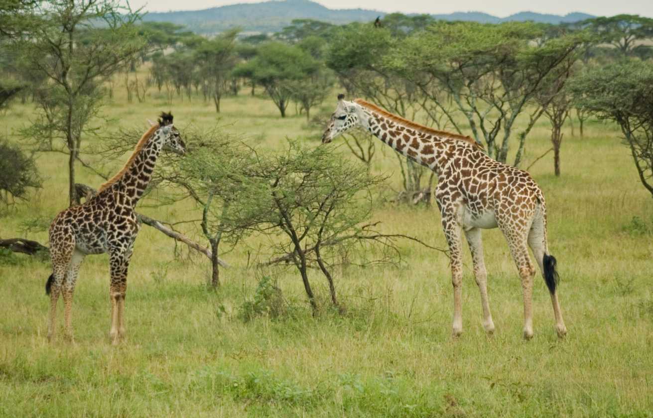 04-tanzania-15
