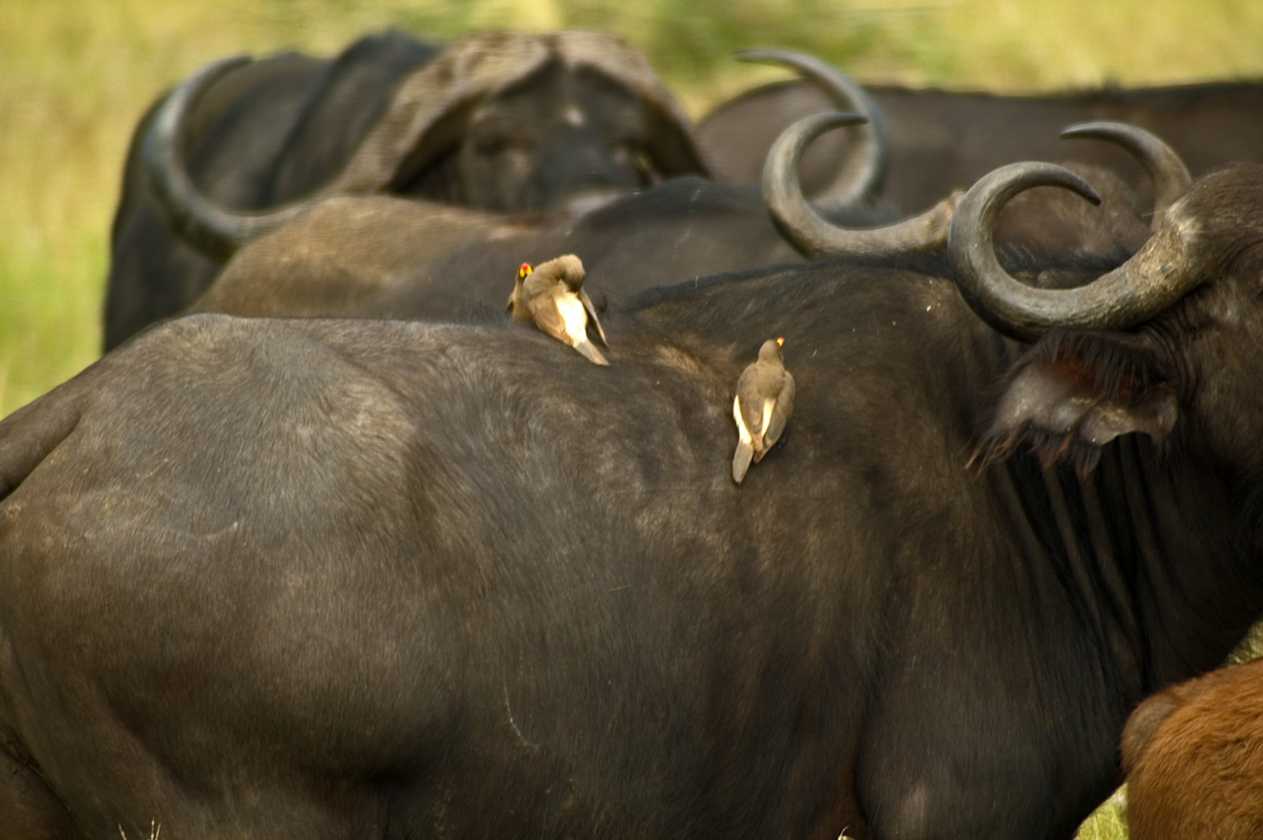 04-tanzania-26