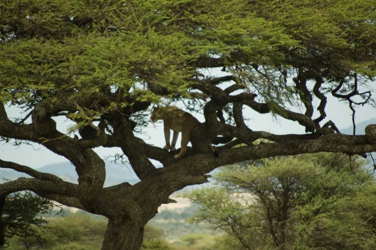 04-tanzania-28