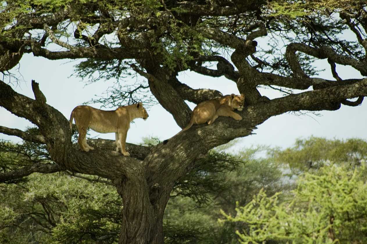 04-tanzania-33