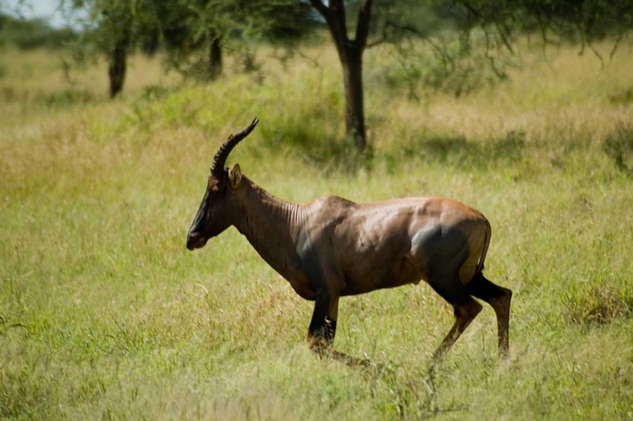 04-tanzania-34