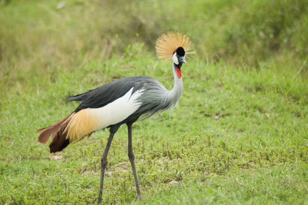 04-tanzania-50