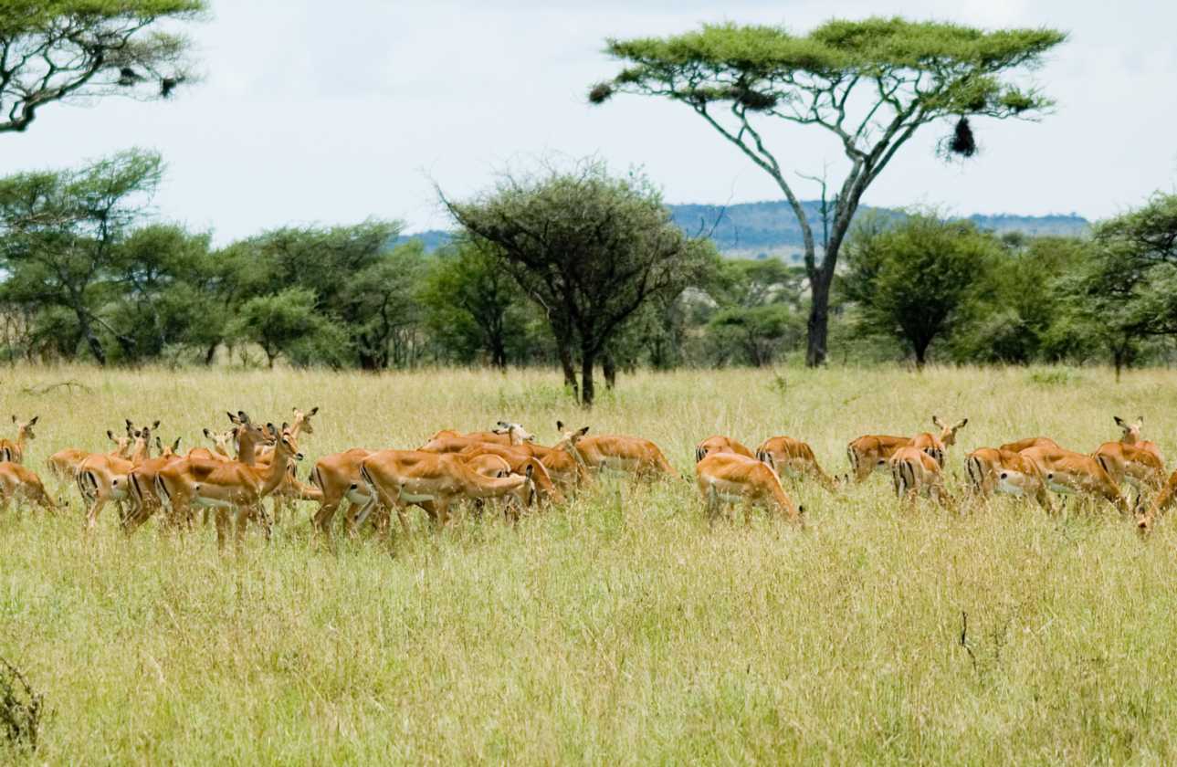 04-tanzania-56
