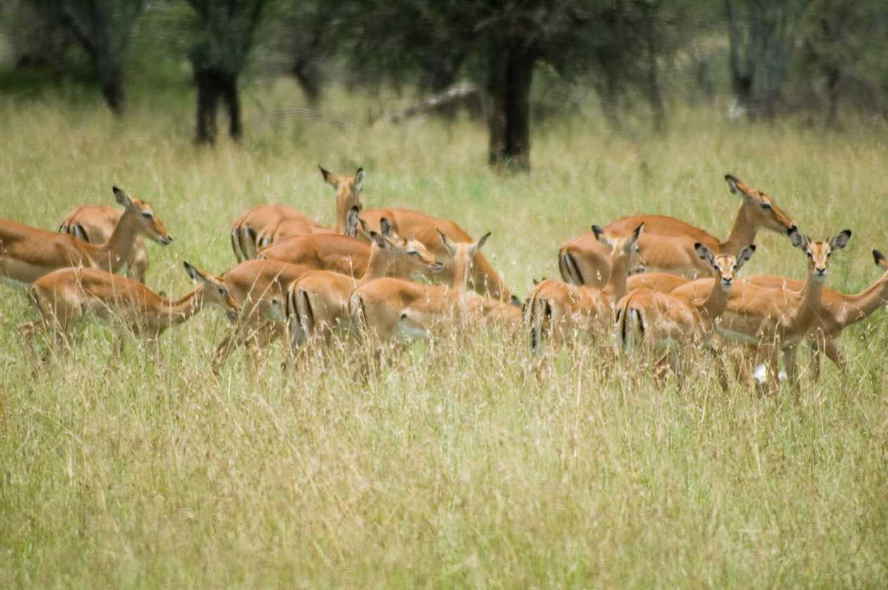 04-tanzania-57