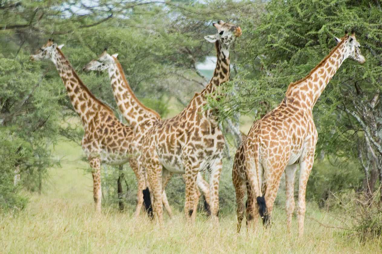 04-tanzania-59