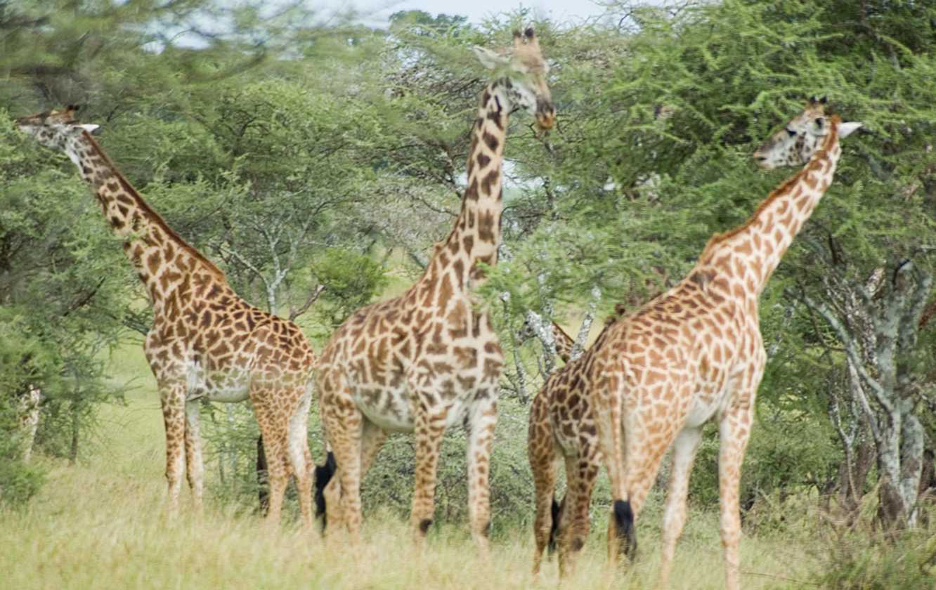 04-tanzania-60