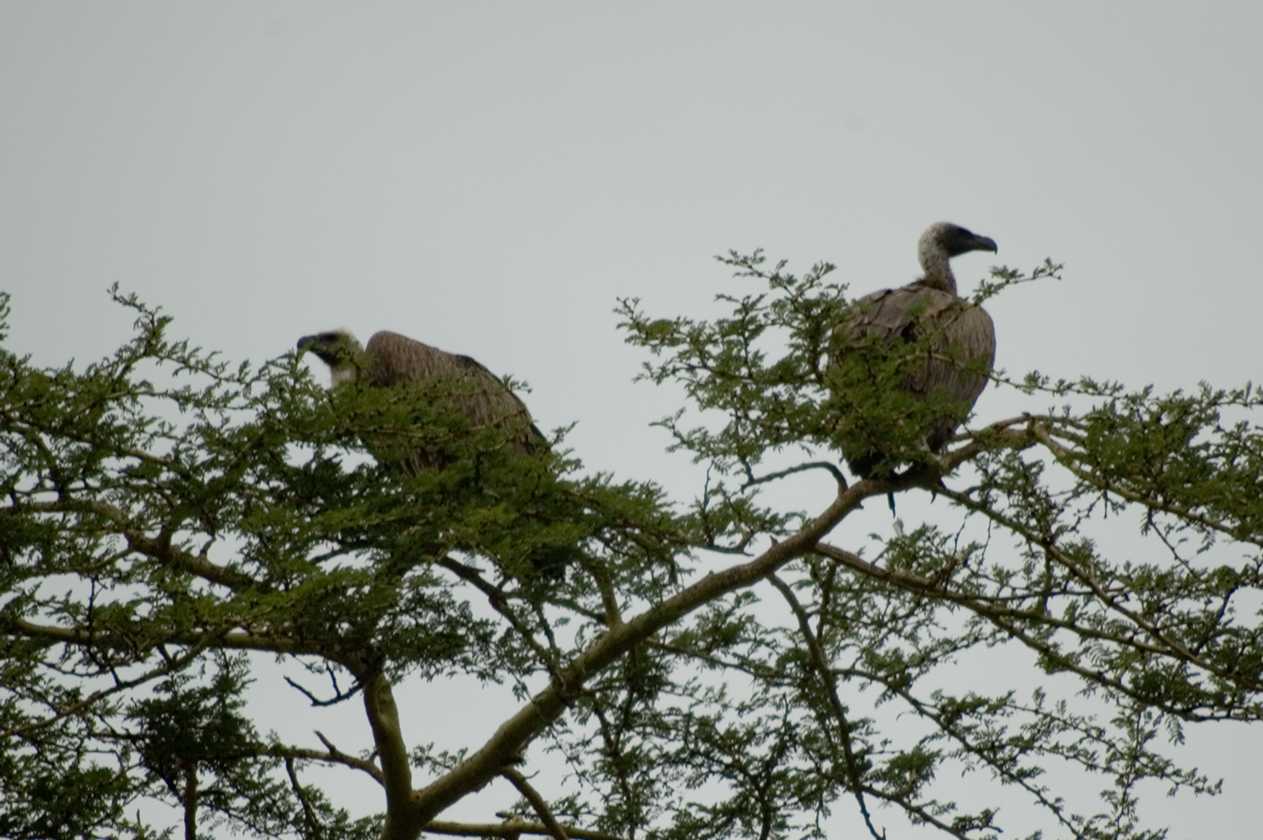 05-tanzania-17