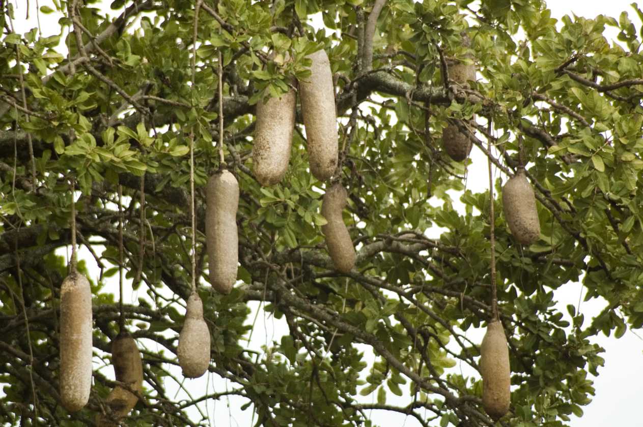 05-tanzania-21
