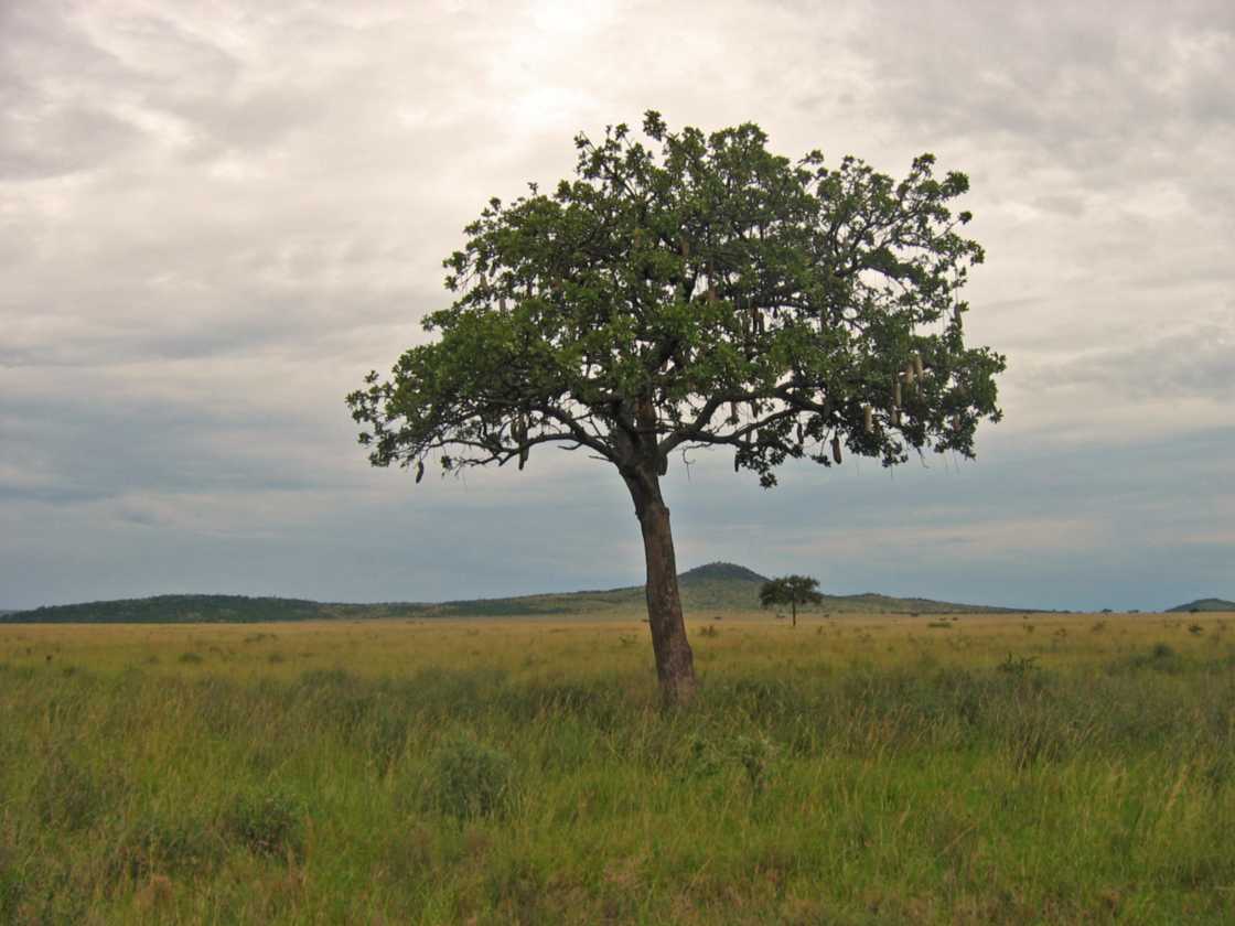 05-tanzania-22