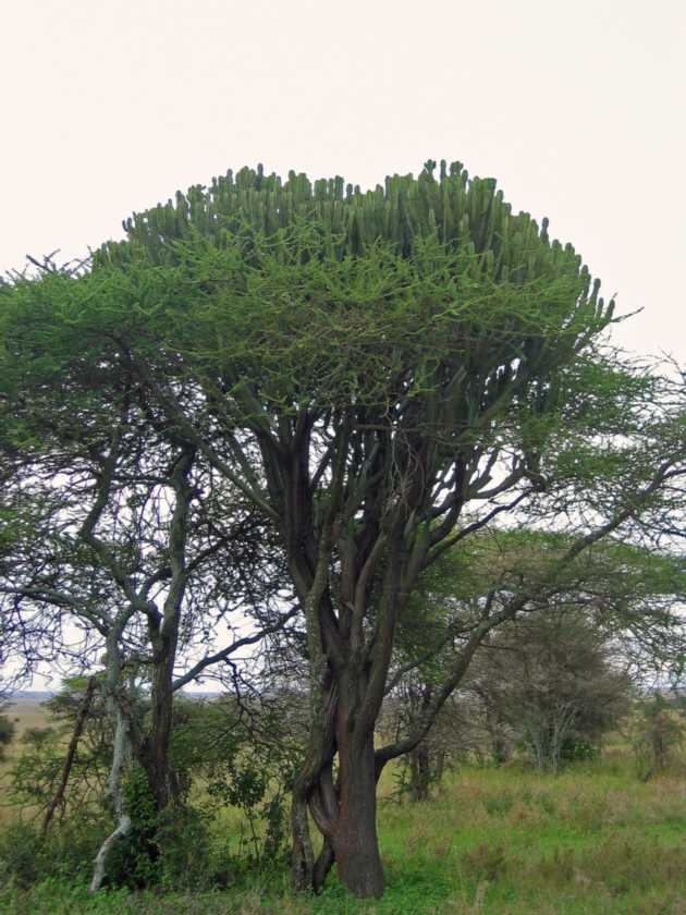 05-tanzania-23