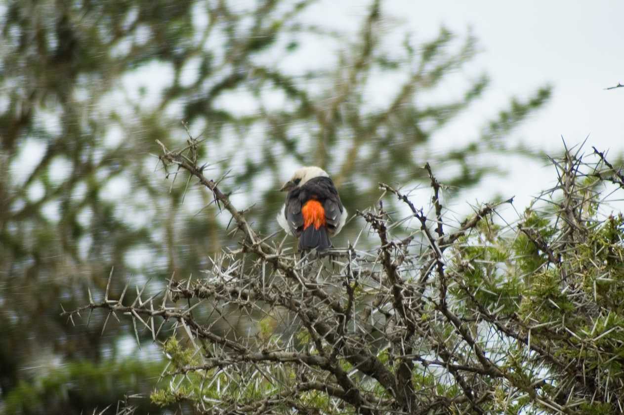 05-tanzania-34