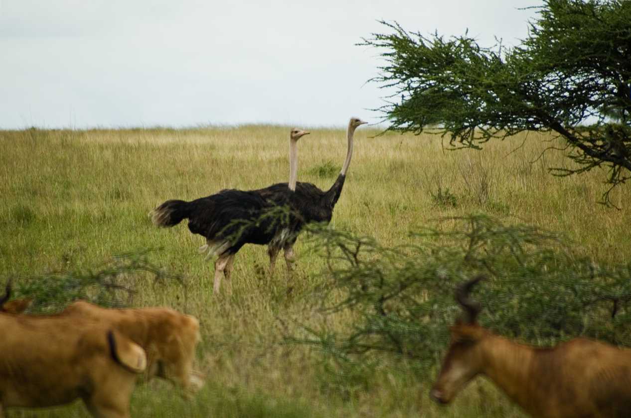 05-tanzania-37