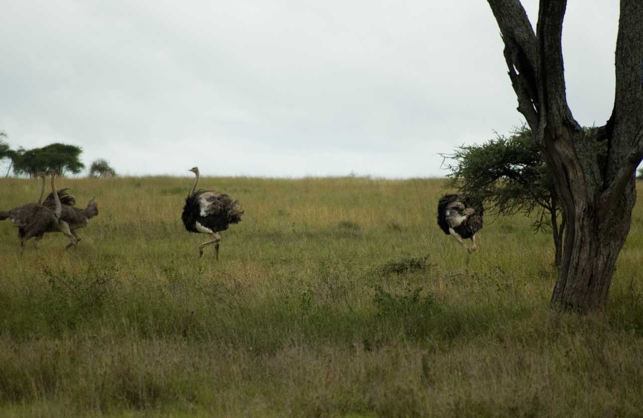 05-tanzania-41