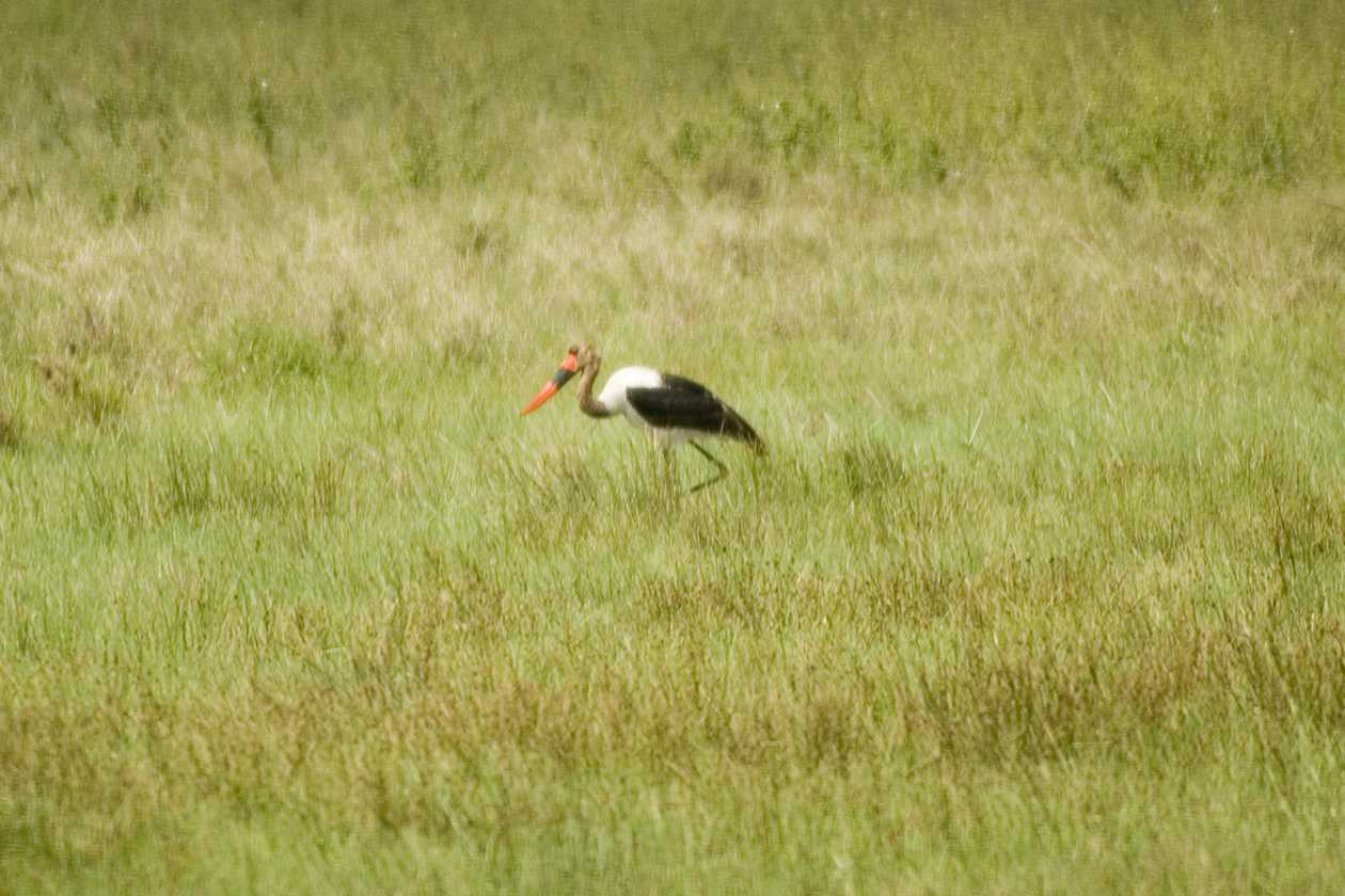 05-tanzania-60