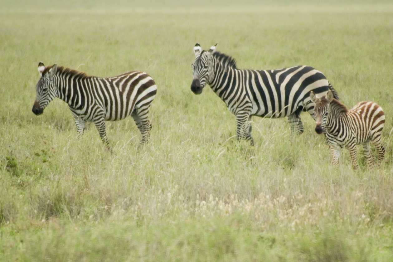 05-tanzania-63