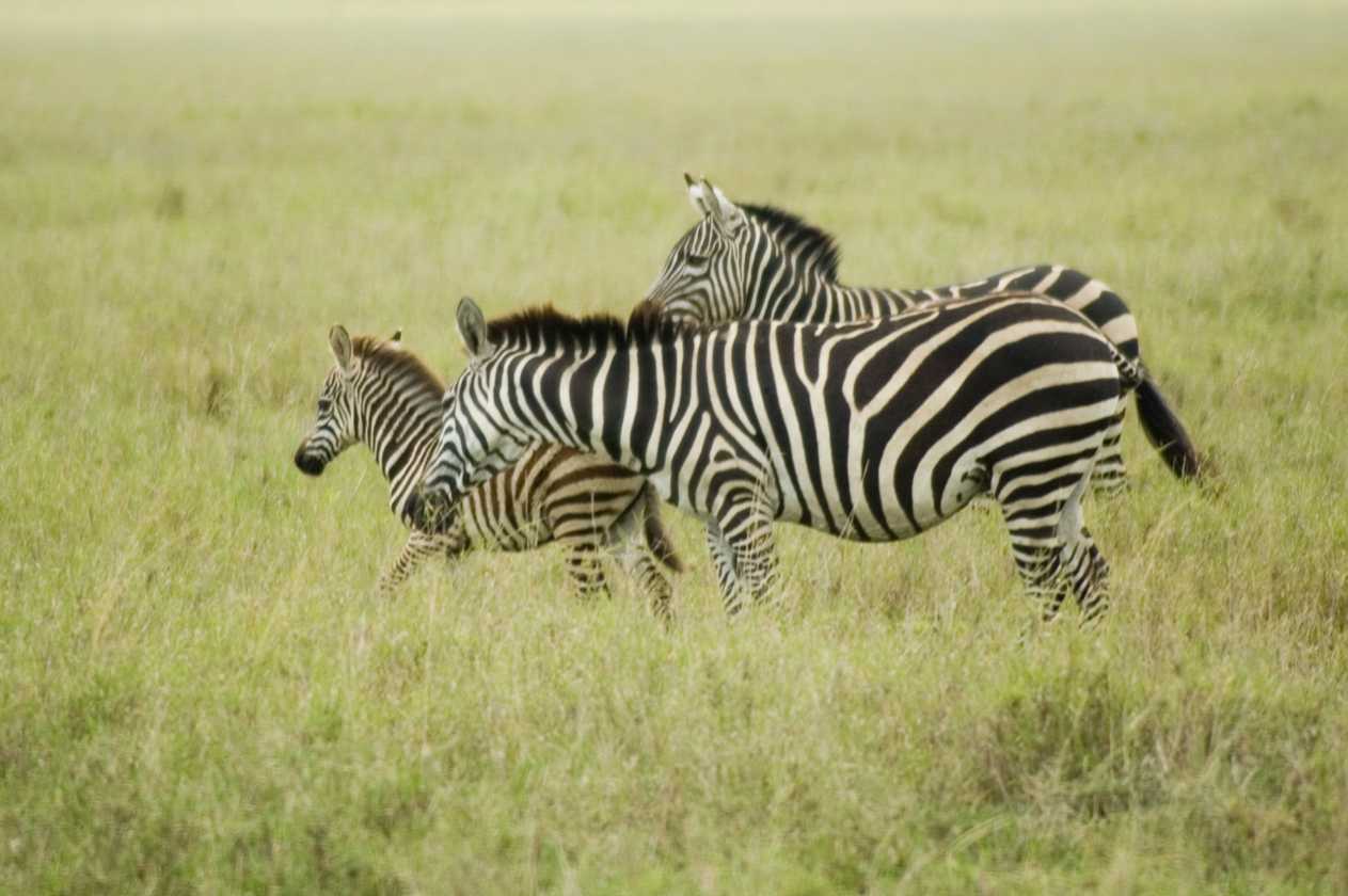 05-tanzania-64