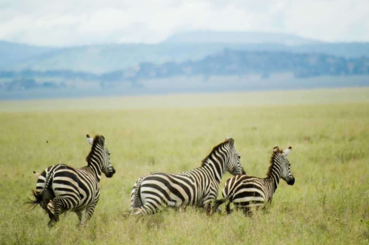 05-tanzania-66