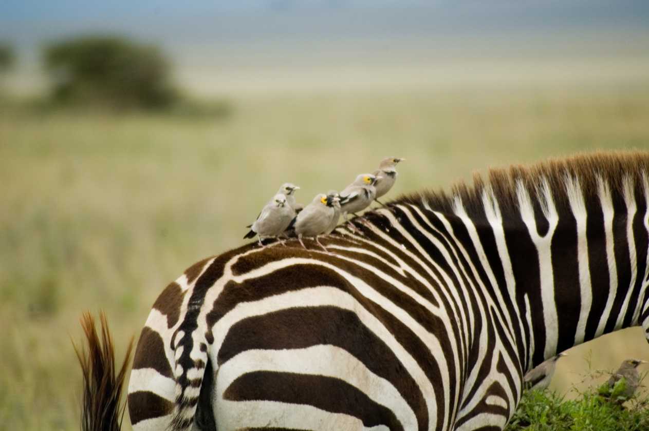 05-tanzania-78
