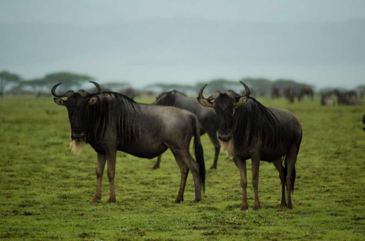 05-tanzania-91