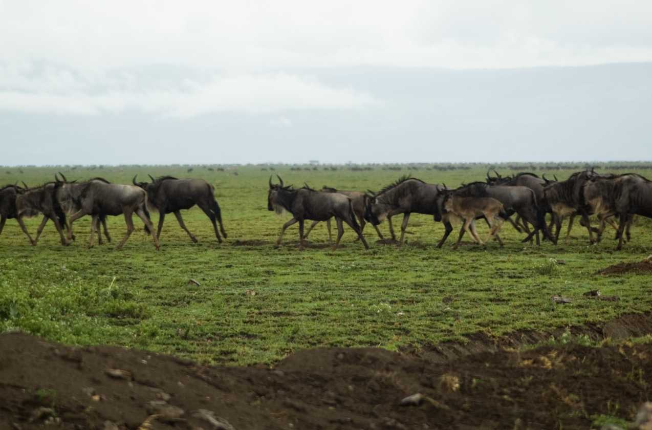 05-tanzania-92
