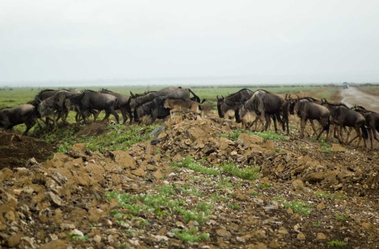 05-tanzania-94